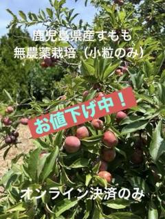 鹿児島県産 無農薬すもも（小粒のみ）箱込み2キロ - メルカリ