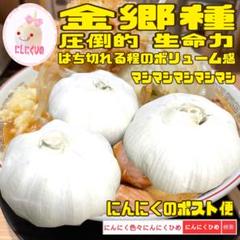 3球分 金郷種 最強かも？ 食用兼用 バラシて即出荷 にんにくひめ
