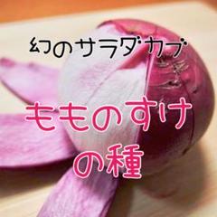 ㉚粒 まるでピーチ?幻のサラダカブ もものすけ 根菜 野菜 種