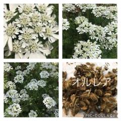 22年最新 切り花 押し花の人気アイテム メルカリ