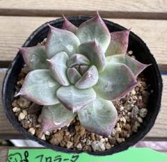希少　中里アテマハック　メルカリ便 希少 中里アテマハック メルカリ便 その他多肉植物