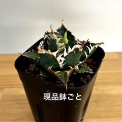 2025年最新】アガベ レッドキャットウィーズルの人気アイテム