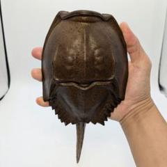 【直しあり】一陽窯 木村一陽 備前焼 カブトガニ型掛け花入 置物 インテリア 直しあり】一陽窯 木村一陽 備前焼 カブトガニ型掛け花入 置物