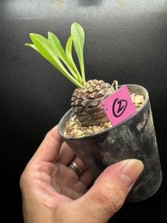【セール】ユーフォルビア　鉄甲丸　No.005　鉢ごと　送料込　メルカリ便 セール】ユーフォルビア 鉄甲丸 No.005 鉢ごと 送料込 メルカリ