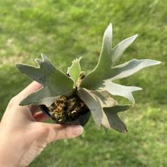専用！メルカリ便！P. willinckii ’Jenny’ TC 1612 こたろう様メルカリ便！P. willinckii 'Jenny' TC 1604 - メルカリ