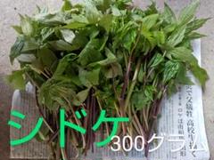 北海道産　天然物　シドケ　モミジガサ　2000g ※注文入り次第採りに行きます！ 北海道産 天然 モミジガサ シドケ 500gの通販 by yutax