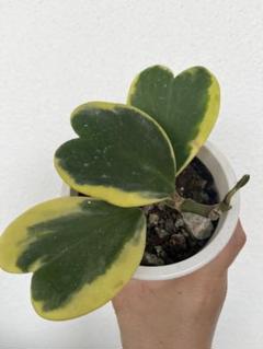 2025年最新】ホヤ 植物の人気アイテム - メルカリ