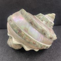 夜光貝　置物　真珠磨き　455g 夜光貝 置物 真珠磨き 455g - メルカリ