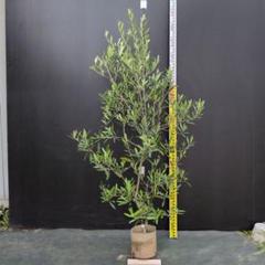 小豆島で育てたオリーブの木 ネバディロブランコ N2417