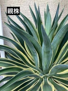 ナ*ツ様 アガベ　セルシー　アメリカーナ　デスメティアーナ アガベ・デスメティアーナ ｜Agave desmetiana | DESERT INC.