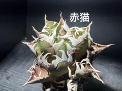 【最良株】レッドキャットウィーズル 速達付♪鉢ごと発送 ネームタグ付 最良株】レッドキャットウィーズル 速達付♪鉢ごと発送