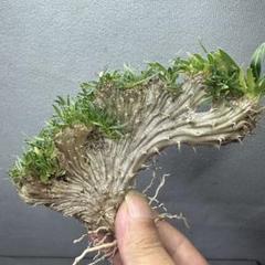 1586珍奇植物 パキポディウム グラキリス 綴化 実生 選抜株