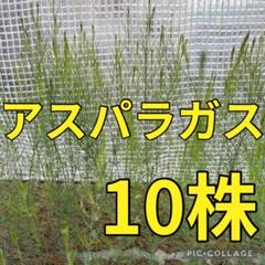 新鮮 アスパラガス苗 10株のサムネイル