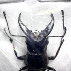 クベラツヤクワガタ インド産 標本 クベラツヤクワガタの飼育情報 | わたくわの飼育記