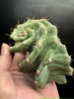 ❤︎夏休みSALE❤︎16㎝セレウス ペルビアナス スピラリスA発根済み✨サボテン 2025年最新】セレウスペルビアナスの人気アイテム - メルカリ