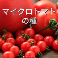 マイクロトマト(赤)の種