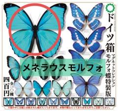 【メルカリ便】ドイツ箱マグネットコレクション モルフォ蝶特装版メネラウスモルフォ