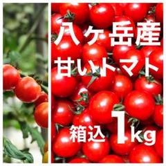 八ヶ岳(長野県) 産 ミニトマト 濃いめ 箱込約1kg 免疫力UPに