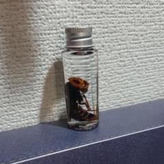 【標本】オオスズメバチ