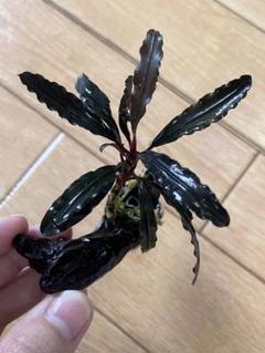 AirFrame　ブセファランドラ クダガン 4カップ ブセファランドラ種類 水槽屋.com │ 熱帯魚・水草と