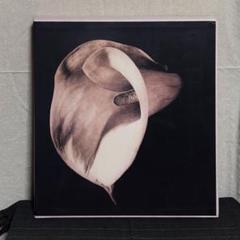 レアな一品　Robert Mapplethorpe Autoportrait レアな一品Robert Mapplethorpe Autoportrait