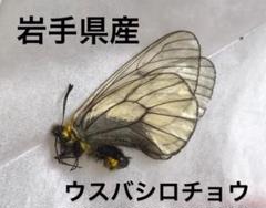 K etiさんリクエスト品❗️蝶標本　ウスバセット K etiさんリクエスト品❗️蝶標本 ウスバセット 標本 - 標本