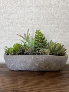 多肉植物アレンジメント セメント鉢　フェイク