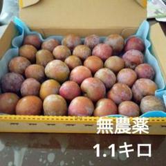 鹿児島産無農薬プラムいぐりすもも箱込み5キロ - メルカリ