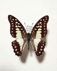 蝶々標本52頭　木製額(ガラス) 約21cm x 27cm Amazon.co.jp: 本物の昆虫標本、虫標本、蝶標本、昆虫の