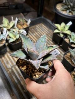 オテロイ実生選抜　No.8 Yahoo!オークション - NS 選抜 agave oteroi seedling