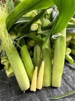 冬ギフト  山梨県ヤングコーン、ベビーコーン ゴールドラッシュ150本 野菜