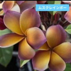 R*a様 プルメリア 人気レア品種 ♡ムスクレインボー♡ ☆5種子☆ 2025年最新】プルメリア 種の人気アイテム - メルカリ