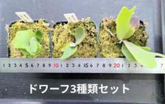 2025年最新】ウィリンキー ドワーフの人気アイテム - メルカリ