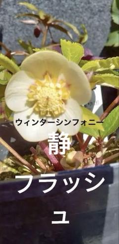 2025年最新】ウィンターシンフォニー 静の人気アイテム - メルカリ