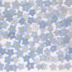 【訳あり】押し花素材：ワスレナグサ/勿忘草 120個（660 レジン パーツ ）