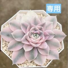 お取り置き　多肉植物　ノーブルレッド錦　全4頭　アンナ錦　フローレンス錦 お取り置き 多肉植物 ノーブルレッド錦 全4頭 アンナ錦