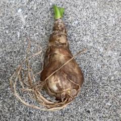メルカリ アマリリス ミネルバ 植物 観葉植物 1 650 中古や未使用のフリマ メルカリ アマリリス ミネルバ 植物 観葉植物 1 650 中古や未使用のフリマ