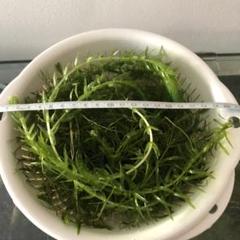 無農薬 マツモ アナカリス