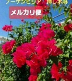 2025年最新】ブーゲンビリアの人気アイテム - メルカリ