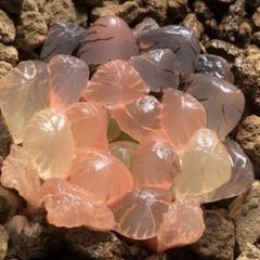 多肉植物　ハオルチア　ドドソン紫オブツーサ錦　糊斑　超美品　群生 多肉植物 ハオルチア ドドソン紫オブツーサ錦 糊斑 超美品 群生