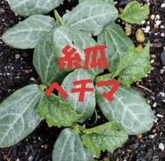 夏野菜抜き苗3株 糸瓜苗 中国の玉玲珑丝瓜 ヘチマ ゆうパケット