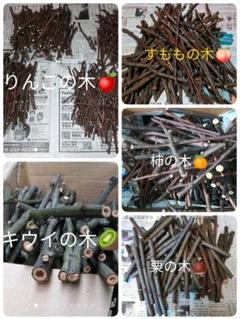 無農薬無消毒 かじり木 りんご、栗、柿、すもも 計50本