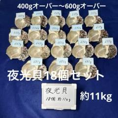大型夜光貝ヤコウ貝まとめ売り15個約19kg アクセサリールアー