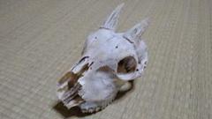 シカ　スカル　頭蓋骨　標本　カモシカ 2025年最新】カモシカ 骨の人気アイテム - メルカリ