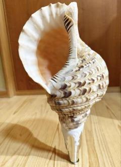 修験道法螺貝山伏 密教 魔除け 熊よけ❣️ホラガイ ほら貝