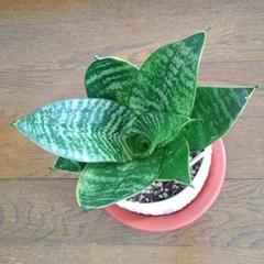 サンスベリアハニーの中古 未使用品を探そう メルカリ