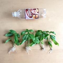 バジル 根付き苗 4本