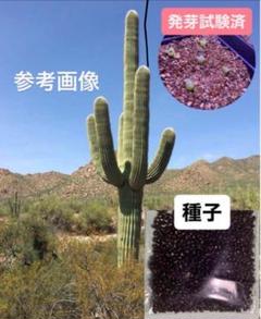 弁慶柱 サボテン 専用となります 柱サボテン 弁慶柱(幹太)