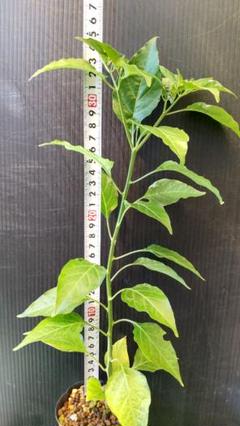 野草 野菜苗 トウガラシ(激辛!珍品!硫黄島唐辛子の苗実付き)