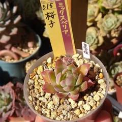 札付き　桜子　群生　ミックスベリア　おらいさん苗　土付き発送　多肉植物 015 【桜子】おらいさん苗 ミックスベリア 成長記録 多肉植物